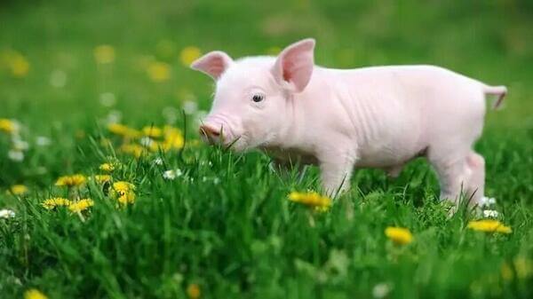 Tử vi ng&agrave;y 13 th&aacute;ng 4 tuổi Hợi