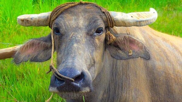 Tử vi ng&agrave;y 13 th&aacute;ng 4 tuổi Sửu