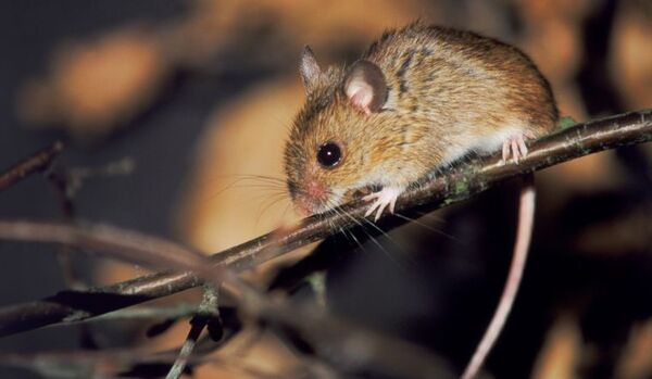 Tử vi ng&agrave;y 13 th&aacute;ng 4 tuổi T&yacute;