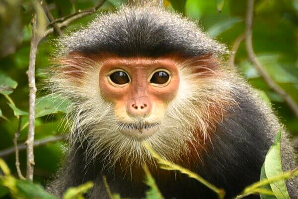 Tử vi ng&agrave;y 15 th&aacute;ng 4 tuổi Th&acirc;n