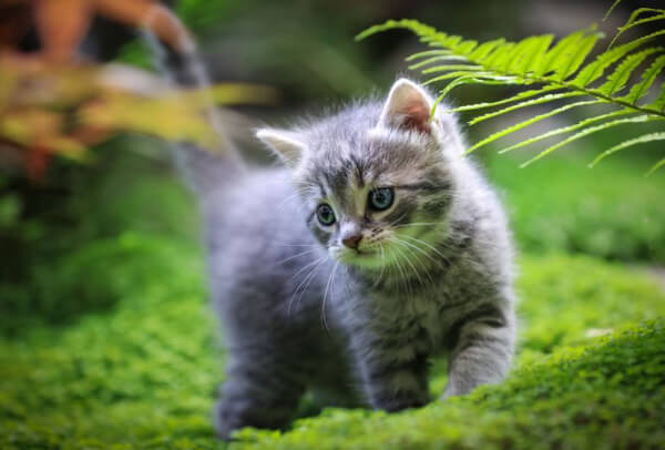 Tử vi tuổi M&atilde;o 17/4-23/4/2023