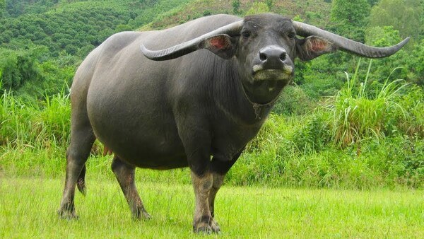 Tử vi ng&agrave;y 18 th&aacute;ng 4 tuổi Sửu