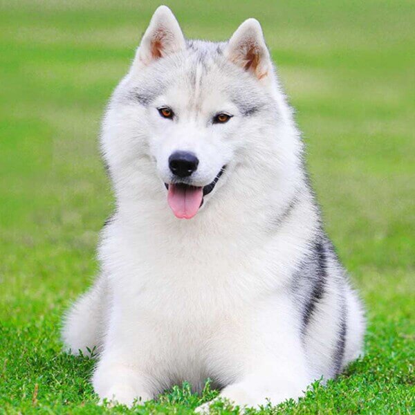 Tử vi ng&agrave;y 18 th&aacute;ng 4 tuổi Tuất