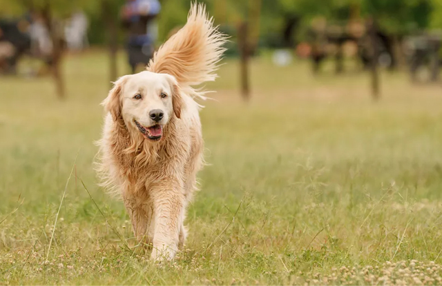 Con số may mắn tuổi Tuất ng&agrave;y 24/4/2023