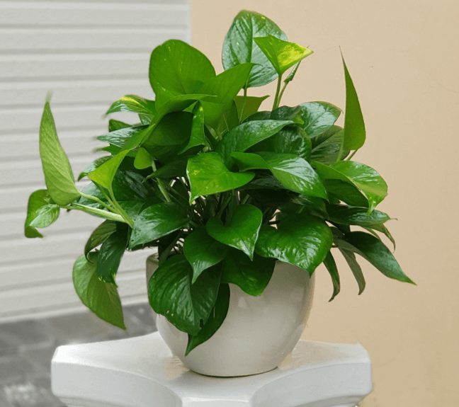 Cây trầu bà đế vương