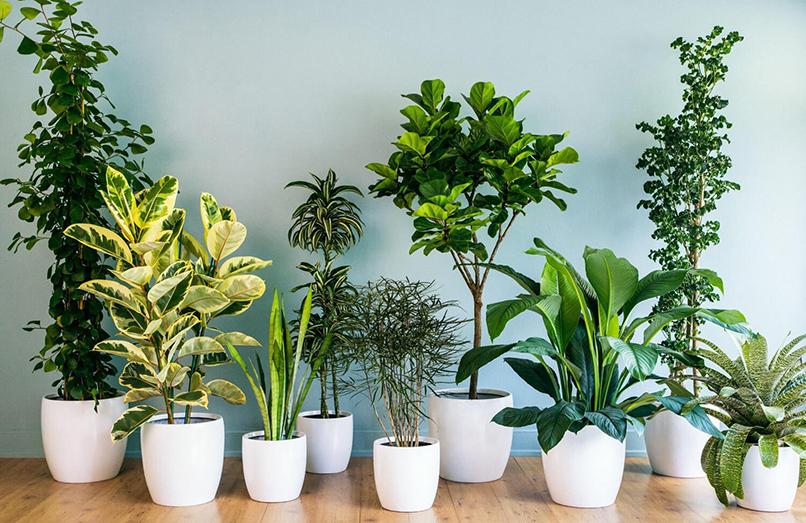 Mệnh Kim có trồng được cây không?