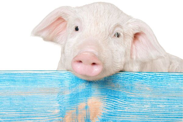 Tử vi ng&agrave;y 23 th&aacute;ng 4 tuổi Hợi