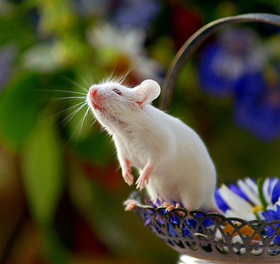 Con số may mắn tuổi Tý ngày 28/4/2023