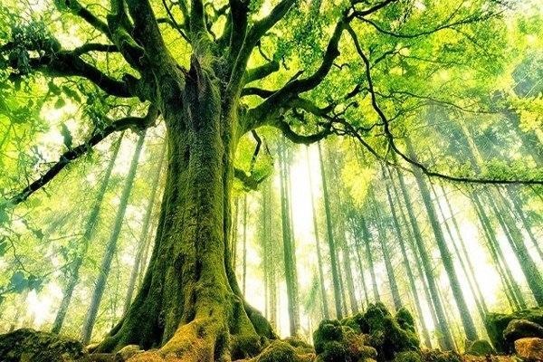 Tử vi, vận mệnh người Đại Lâm Mộc