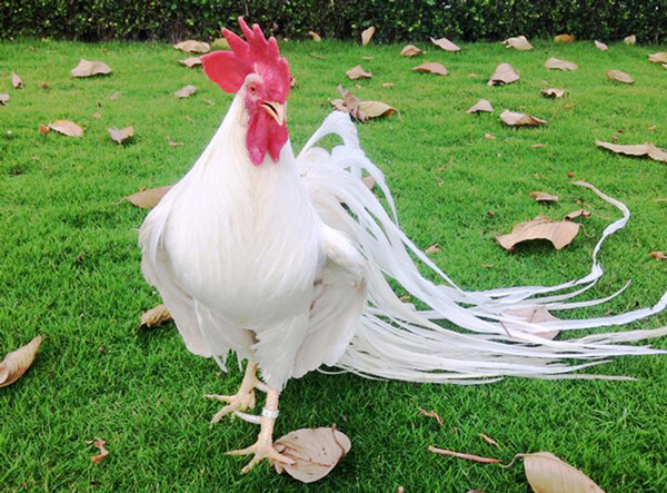 Con số may mắn tuổi Dậu ng&agrave;y 2/5/2023