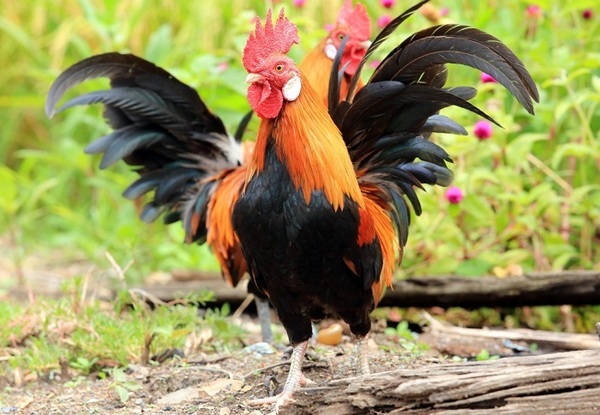 Con số may mắn tuổi Dậu ng&agrave;y 29/4/2023