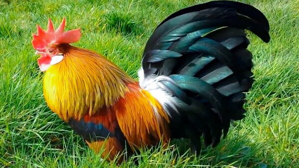 Con số may mắn tuổi Dậu ng&agrave;y 3/5/2023