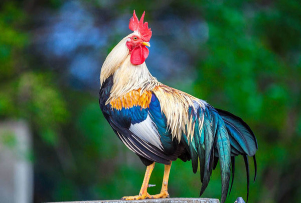 Con số may mắn tuổi Dậu ng&agrave;y 30/4/2023