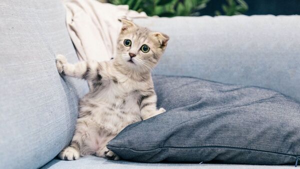 Tử vi ng&agrave;y 30 th&aacute;ng 4 tuổi M&atilde;o