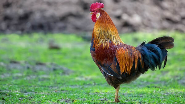 Tử vi ng&agrave;y 1 th&aacute;ng 5 tuổi Dậu