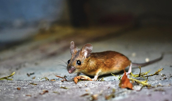 Tử vi ng&agrave;y 1 th&aacute;ng 5 tuổi T&yacute;