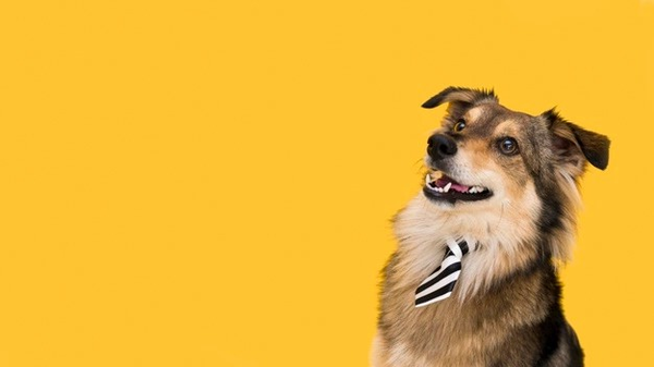 Tử vi ng&agrave;y 3 th&aacute;ng 5 tuổi Tuất