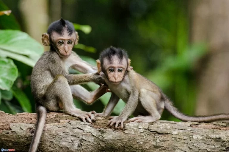 Con số may mắn tuổi Th&acirc;n ng&agrave;y 5/5/2023