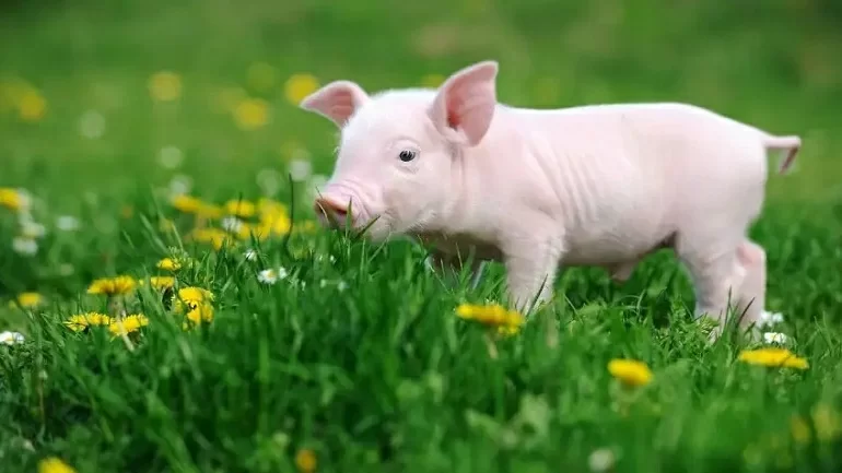 Tử vi tuổi Hợi 8/5 - 14/5