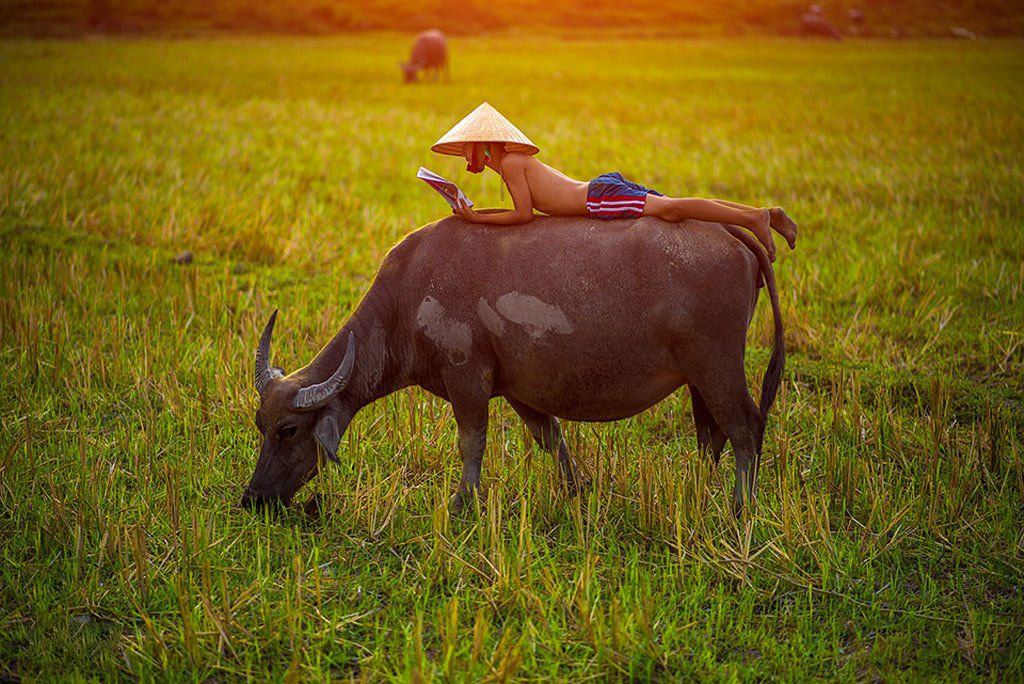 Tử vi ngày 16 tháng 5 tuổi Sửu