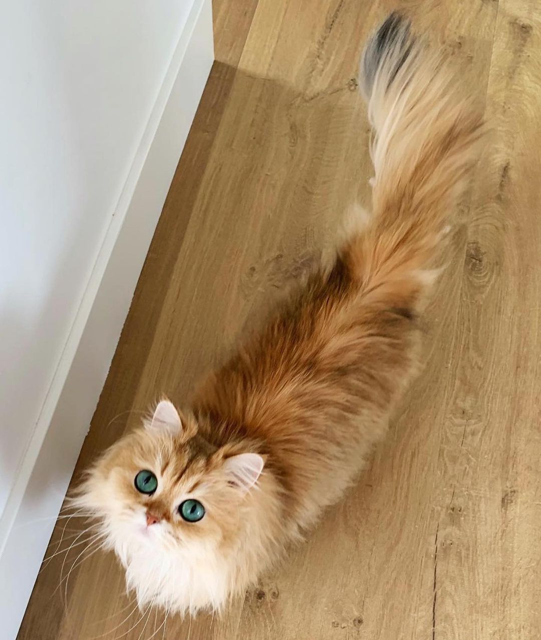 Tử vi ng&agrave;y 18 th&aacute;ng 5 tuổi M&atilde;o