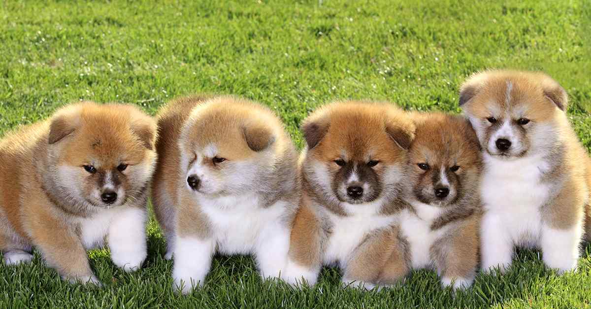 Con số may mắn tuổi Tuất ng&agrave;y 19/5/2023