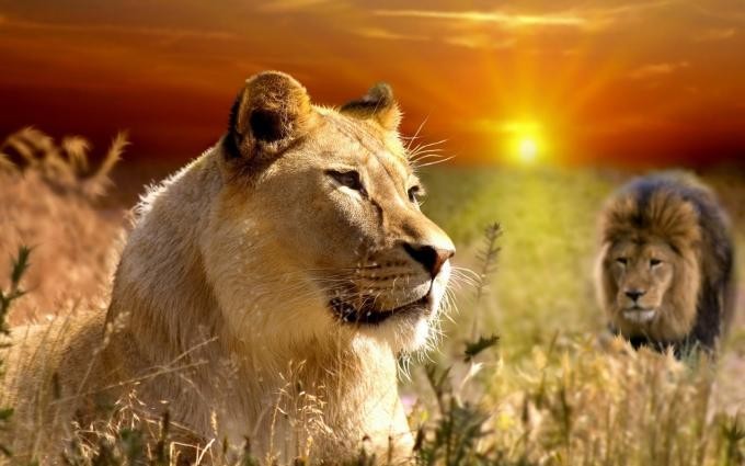 Tử vi ngày 20 tháng 5 cung Sư Tử