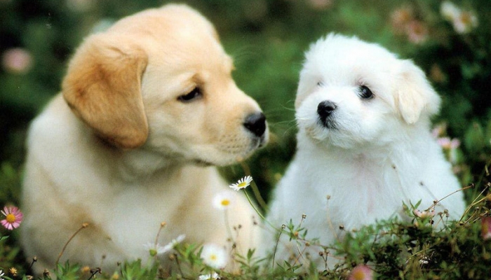 Con số may mắn tuổi Tuất ngày 23/5/2023