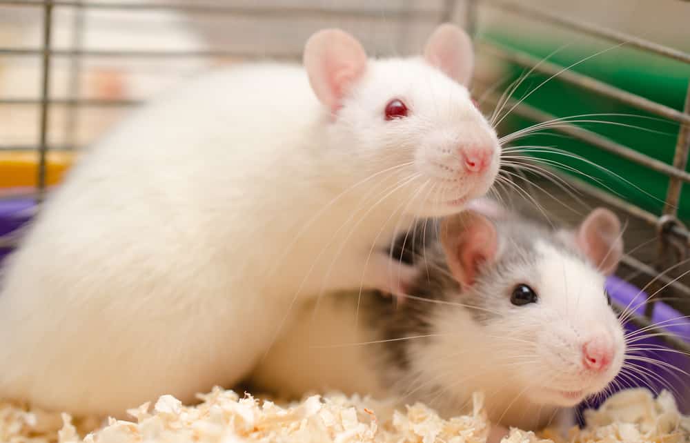 Con số may mắn tuổi Tý ngày 23/5/2023