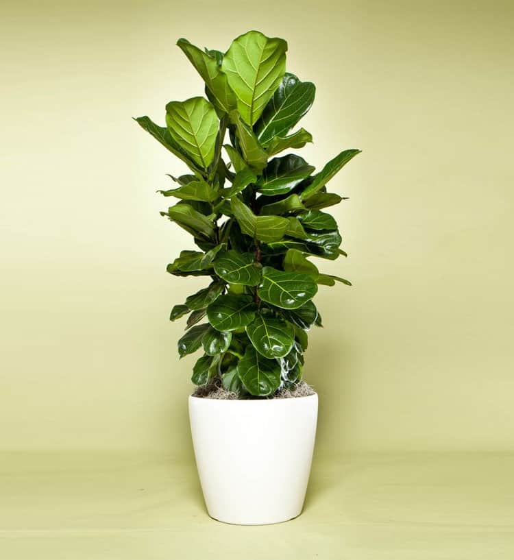 c&acirc;y b&agrave;ng Singapore