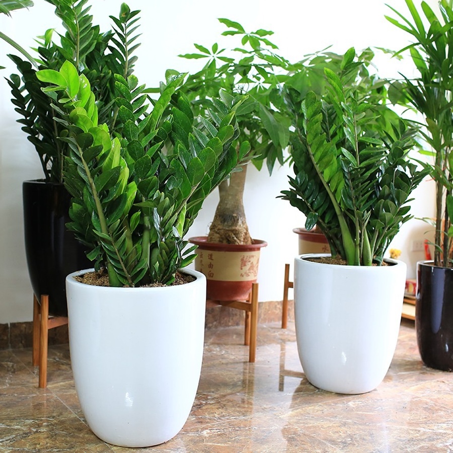 C&acirc;y kim tiền