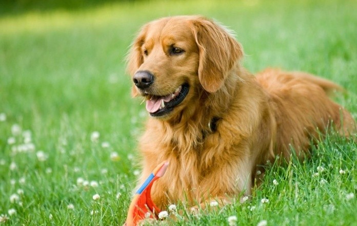 Con số may mắn tuổi Tuất ng&agrave;y 1/6/2023