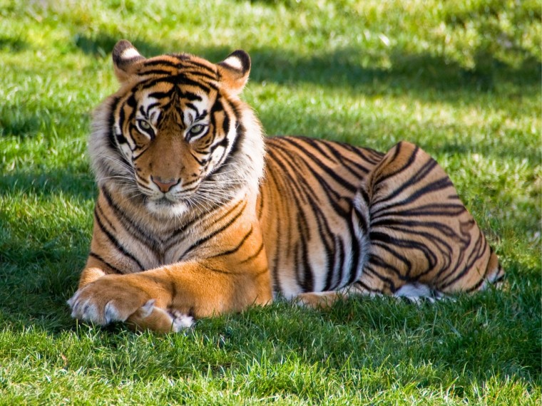 Con số may mắn tuổi Dần ng&agrave;y 1/6/2023