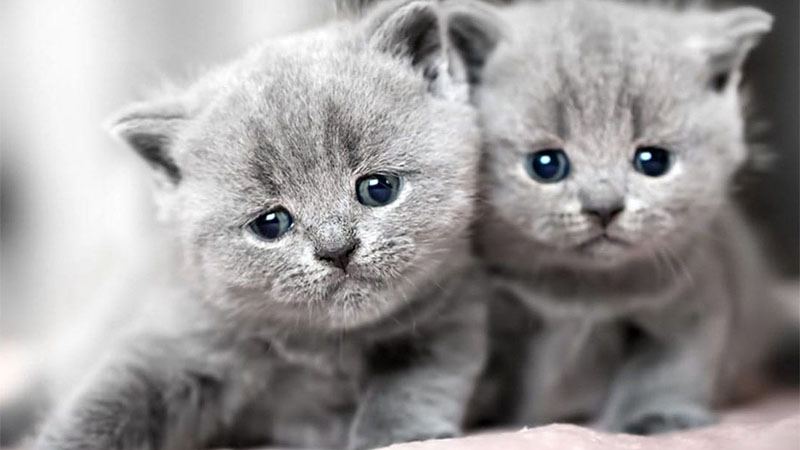 Tử vi ng&agrave;y 6 th&aacute;ng 6 tuổi M&atilde;o