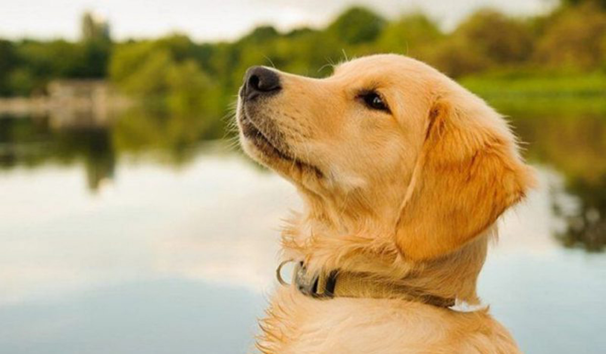 Con số may mắn tuổi Tuất ngày 8/6/2023