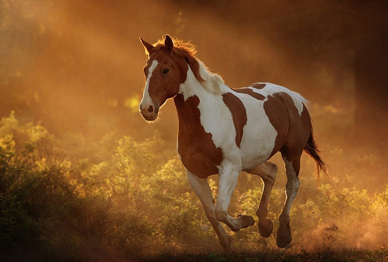 Con số may mắn tuổi Ngọ ngày 8/6/2023