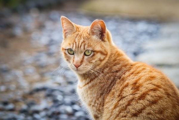 Con số may mắn tuổi M&atilde;o ng&agrave;y 11/6/2023