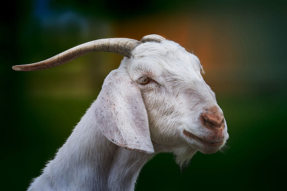 Con số may mắn tuổi M&ugrave;i ng&agrave;y 18/6/2023