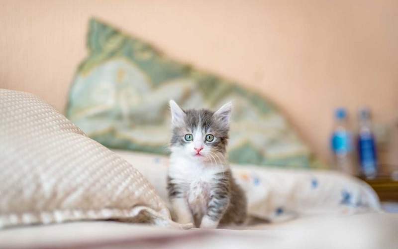 Con số may mắn tuổi M&atilde;o ng&agrave;y 19/6/2023