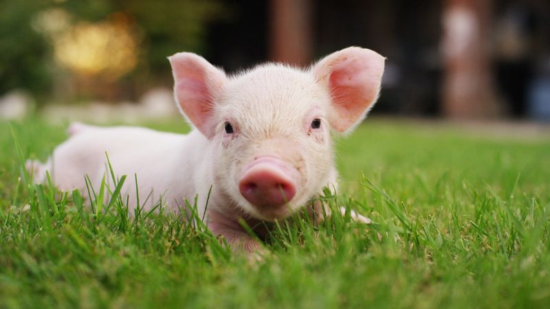 Con số may mắn tuổi Hợi ng&agrave;y 19/6/2023