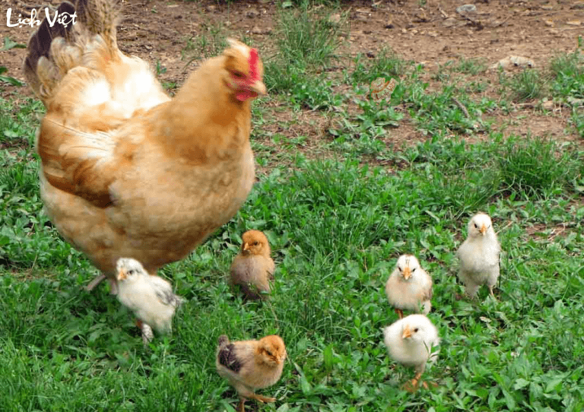 Con số may mắn tuổi Dậu ng&agrave;y 10/1/2024