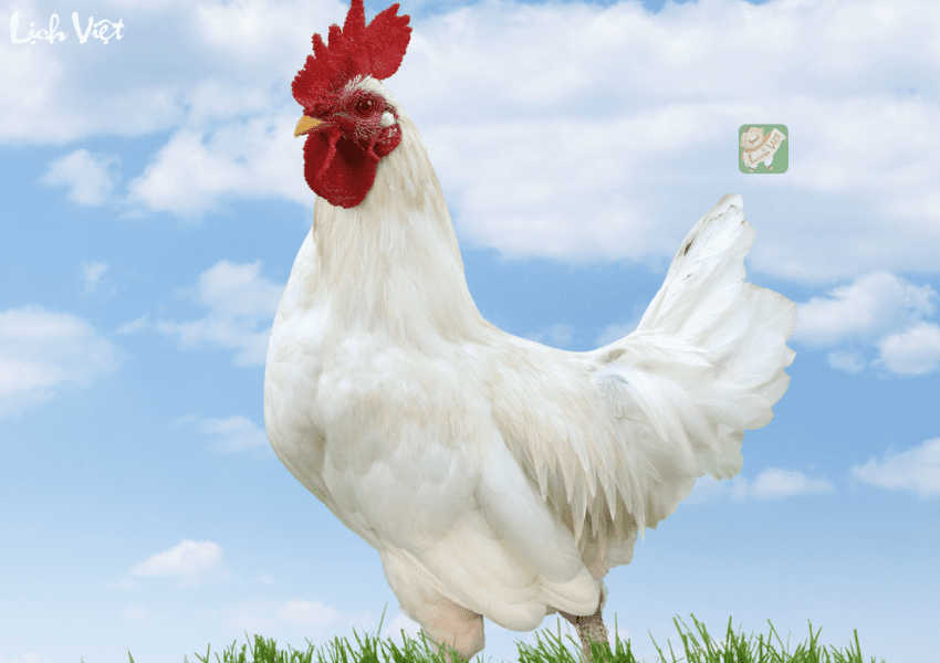 Con số may mắn tuổi Dậu ng&agrave;y 4/1/2024