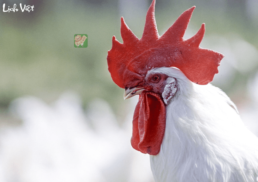 Con số may mắn tuổi Dậu ng&agrave;y 9/1/2024