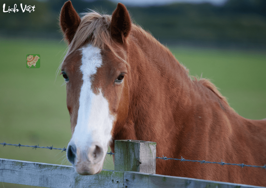 Con số may mắn tuổi Ngọ ng&agrave;y 9/1/2024