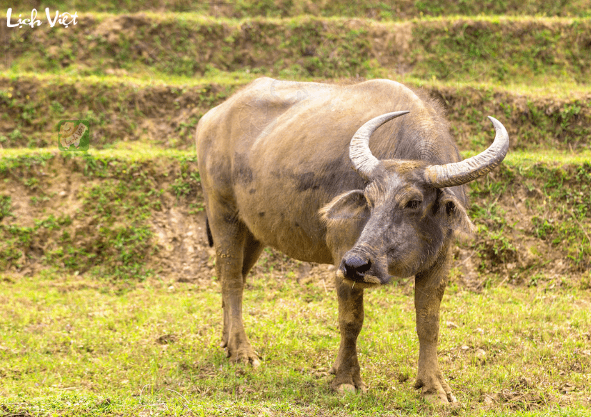 Con số may mắn tuổi Sửu ng&agrave;y 10/1/2024