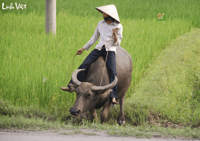 Con số may mắn tuổi Sửu ngày 5/1/2024