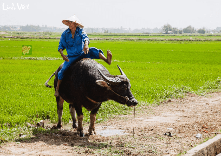 Con số may mắn tuổi Sửu ngày 8/1/2024