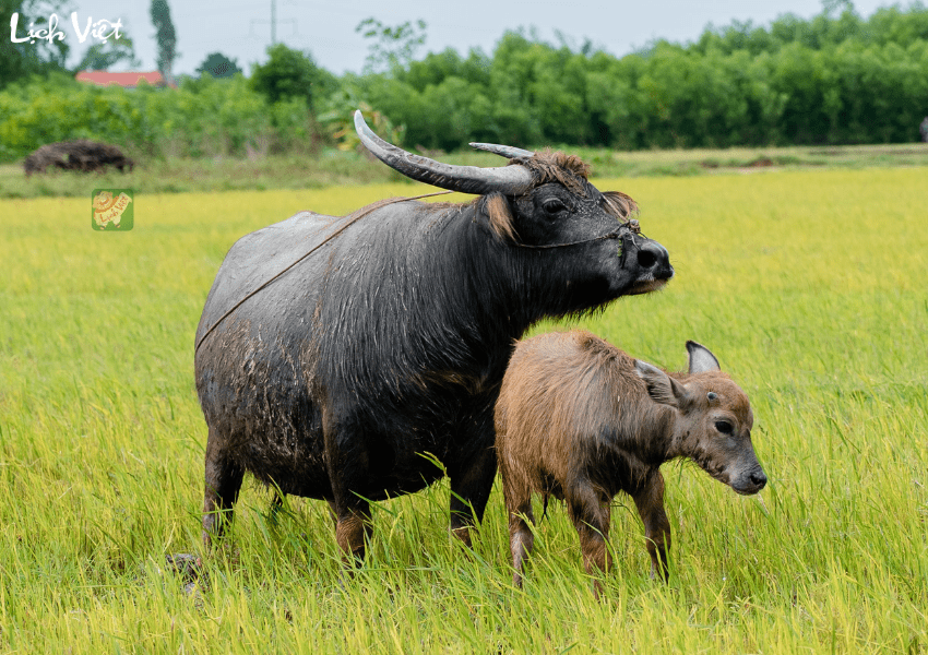 Con số may mắn tuổi Sửu ng&agrave;y 9/1/2024