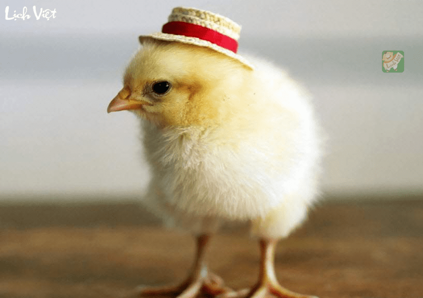 Tử vi tuổi Dậu h&ocirc;m nay 4/1/2024