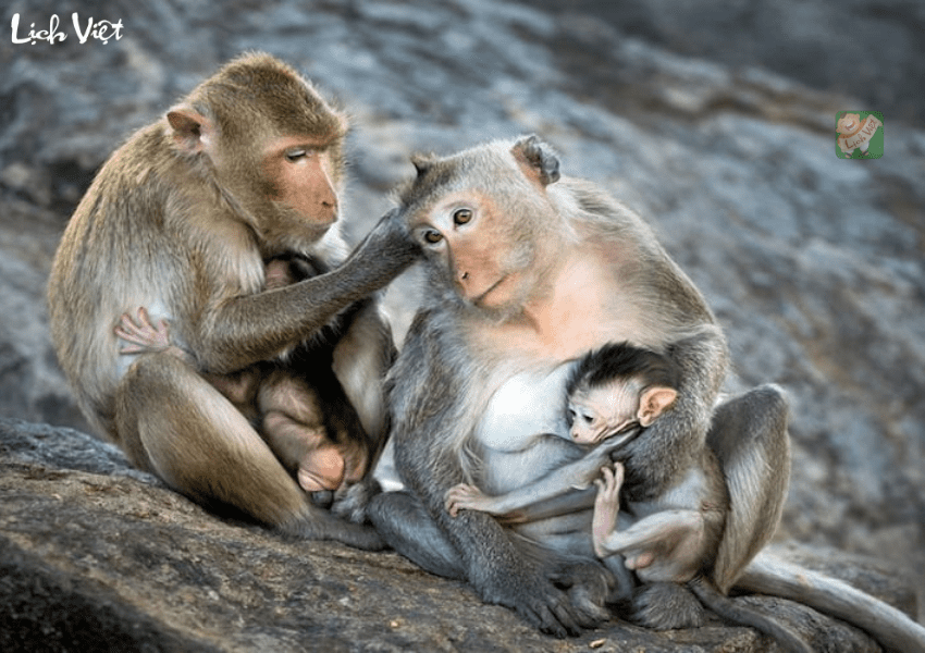 Tử vi tuổi Th&acirc;n h&ocirc;m nay 3/1/2024